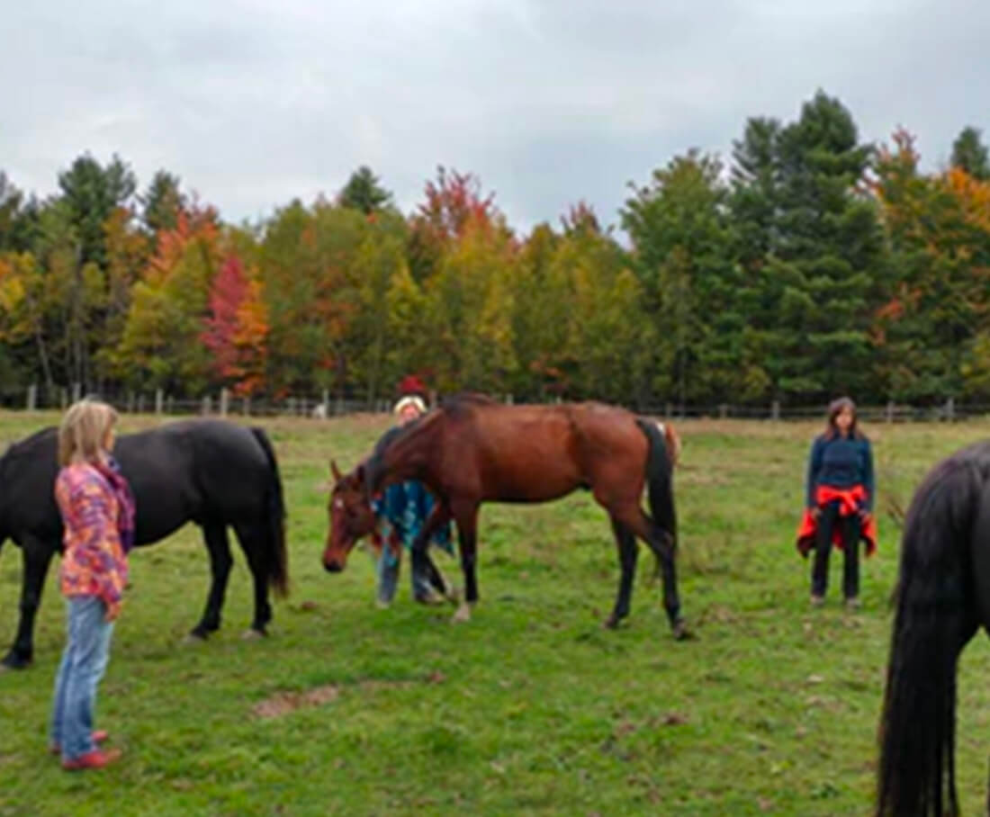 Interaction avec des chevaux à l'institut du ressenti