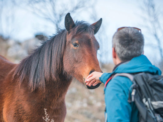 Alléger votre sac à dos d'émotions, institut du ressentit