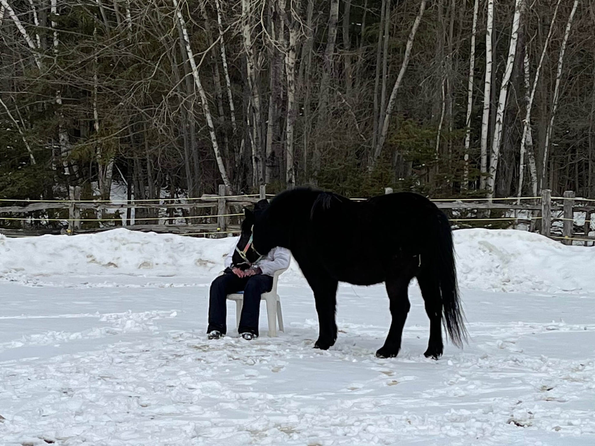 Atelier thérapeutique utilisant l'interaction avec les chevaux à institut du ressenti.