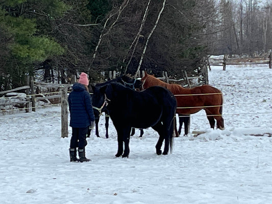 Séance de thérapie assistée par le cheval à institut du ressenti.