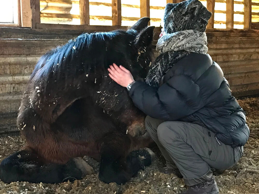 Atelier d'introspection utilisant les chevaux pour renforcer l'intégration des acquis du programme de 16 jours à institut du ressenti.