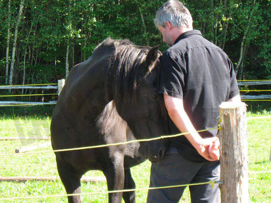 Interaction thérapeutique avec les chevaux à institut du ressenti.