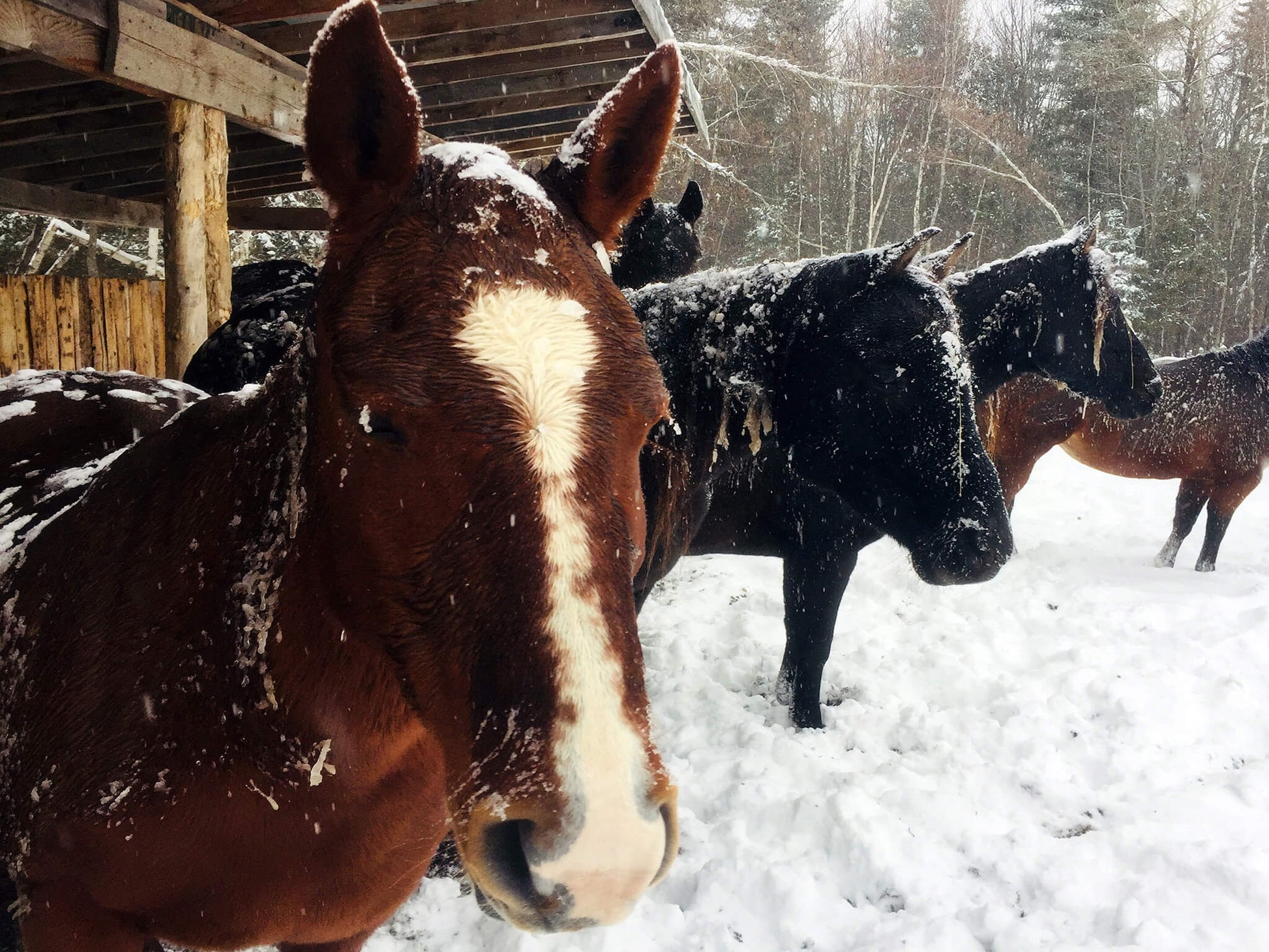 Séance de thérapie assistée par le cheval favorisant le développement personnel à institut du ressenti.