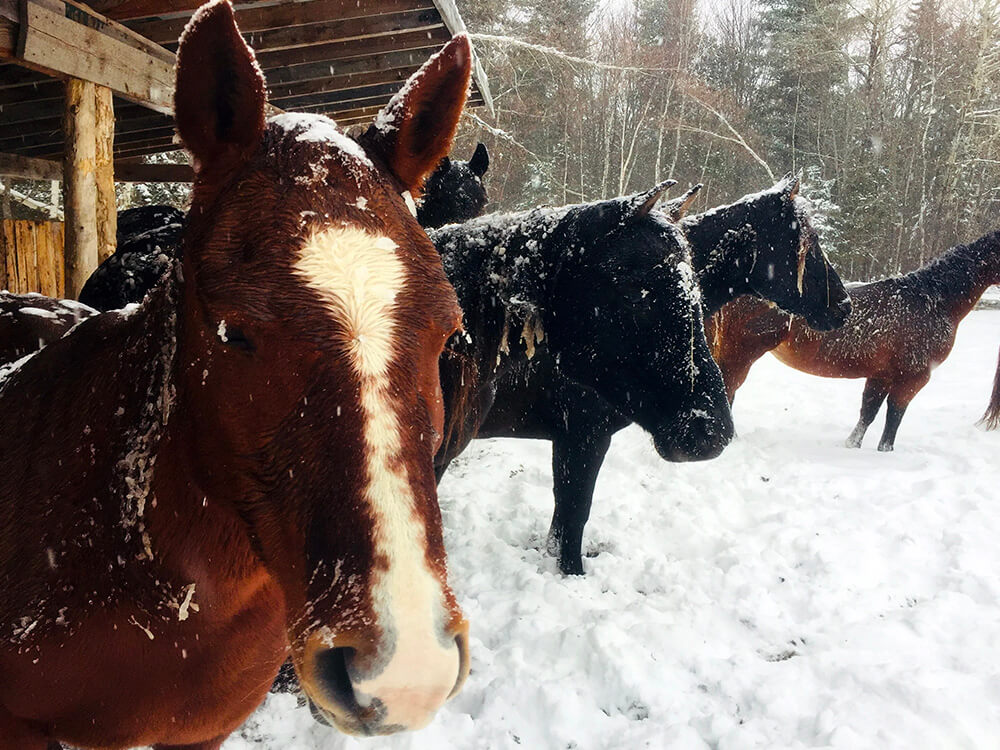 Séance de thérapie assistée par le cheval favorisant le développement personnel à institut du ressenti.