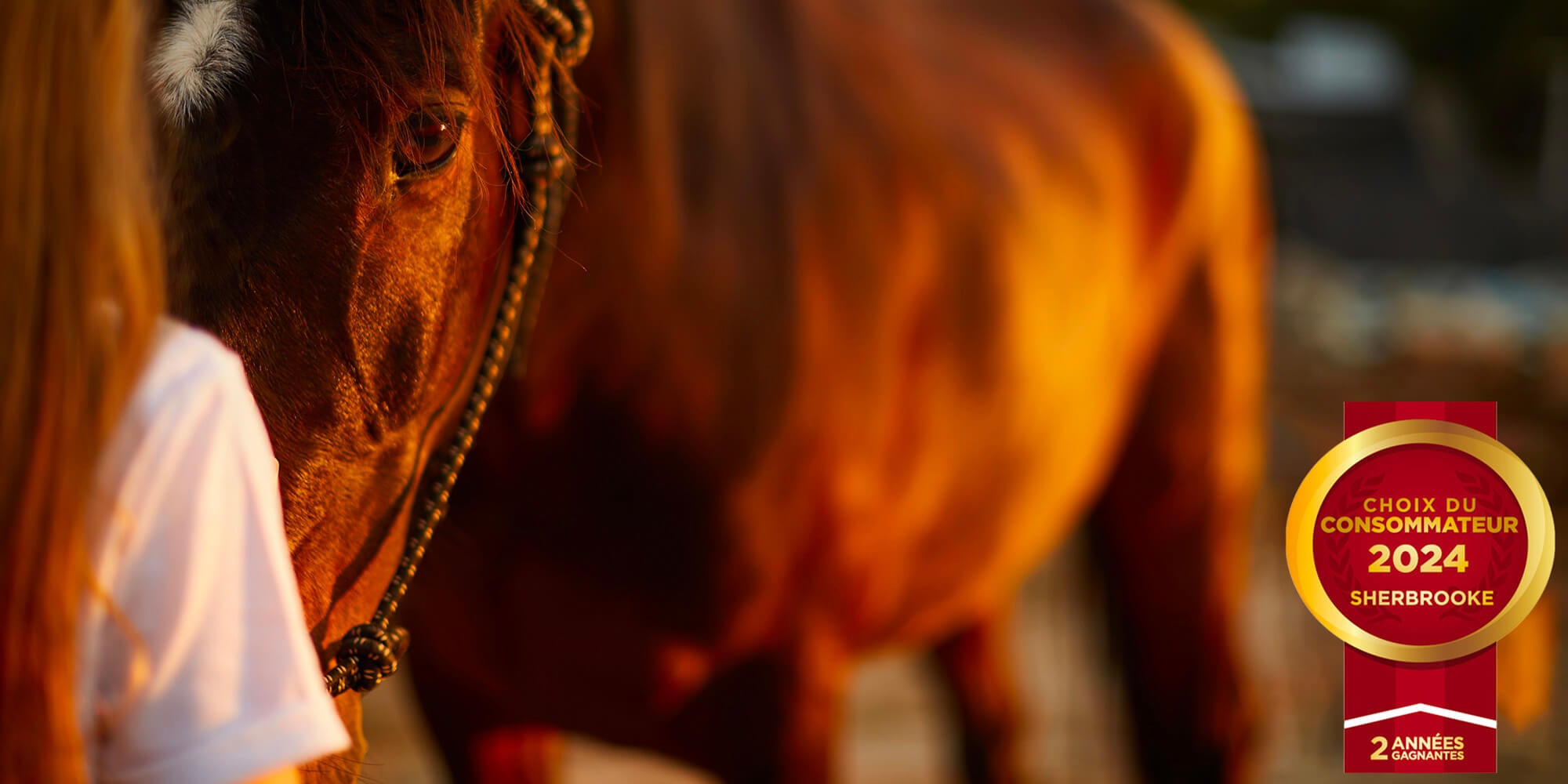 Thérapie assistée par le cheval à institut du ressenti.