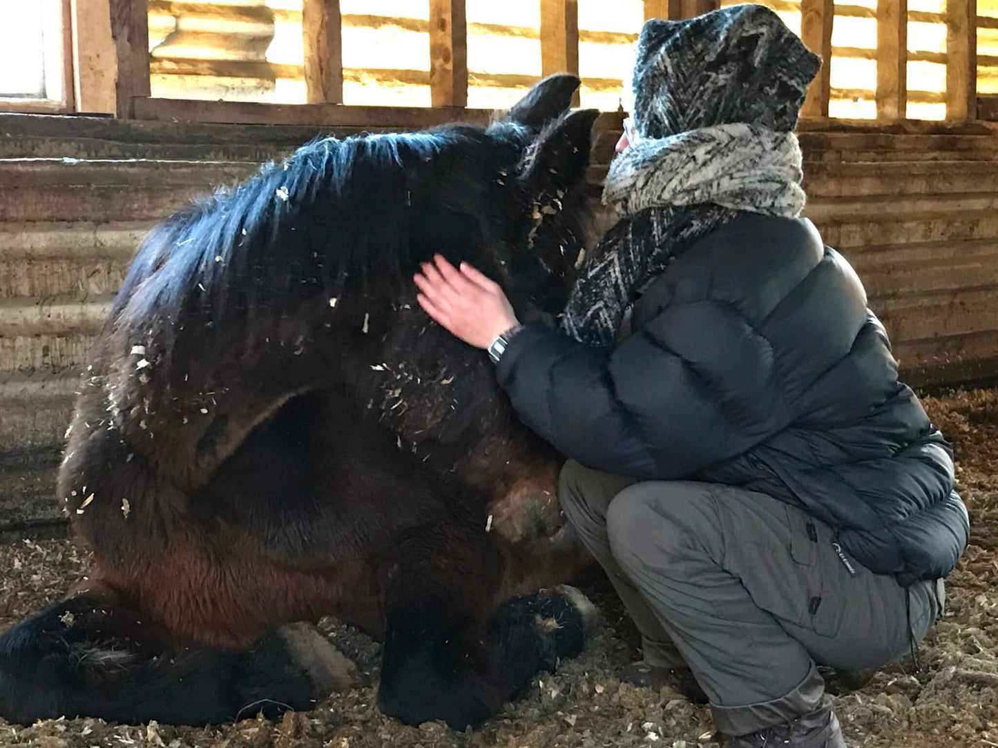 Atelier d'introspection utilisant les chevaux pour renforcer l'intégration des acquis du programme de 16 jours à institut du ressenti.