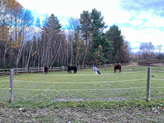 Interaction avec des chevaux en nature à institut du ressenti