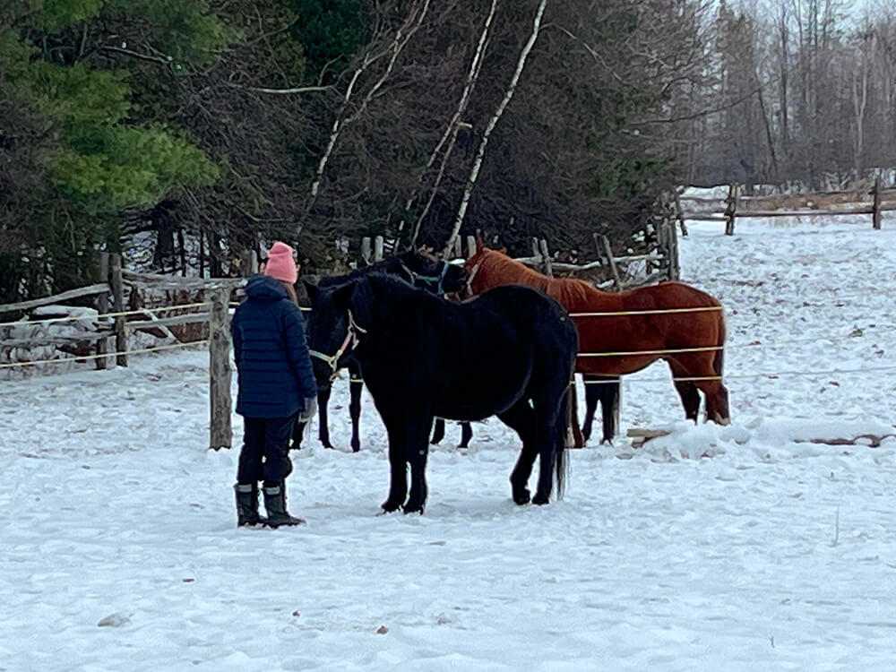 Séance de thérapie d'une demi-journée assistée par le cheval à institut du ressenti.