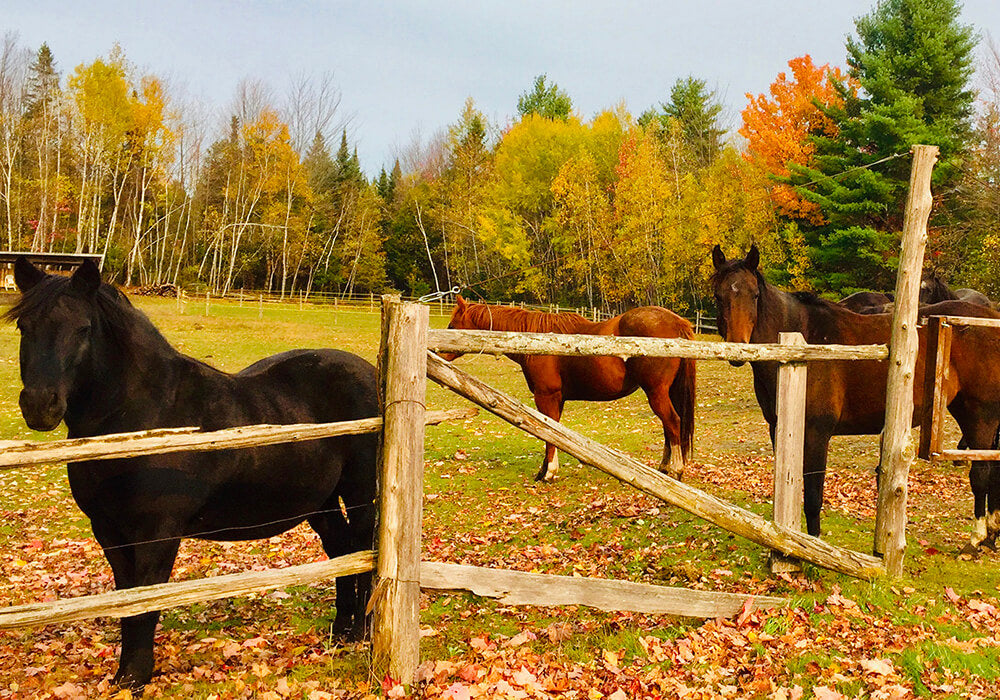 Séance de thérapie assistée par le cheval en pleine nature à institut du ressenti