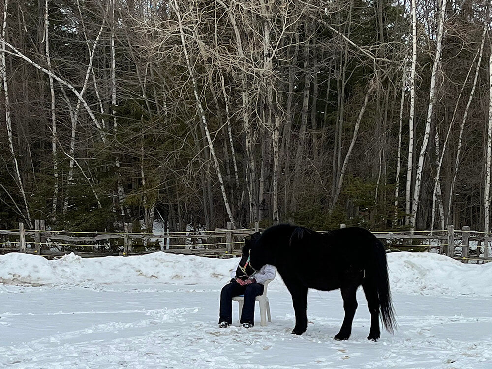 Atelier thérapeutique utilisant l'interaction avec les chevaux pour favoriser le cheminement personnel à institut du ressenti.