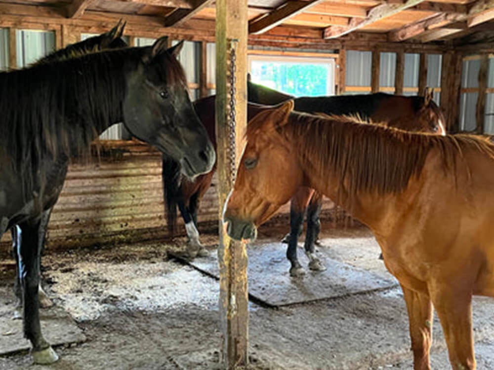 Séance d'équithérapie, utilisant les chevaux pour réduire l'anxiété à institut du ressenti.