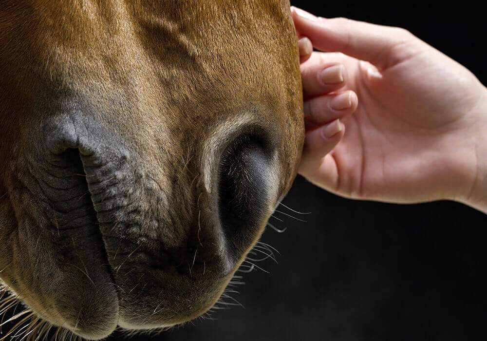 Les chevaux sont des alliés pour vous accompagner dans votre cheminement personnel à institut du ressenti