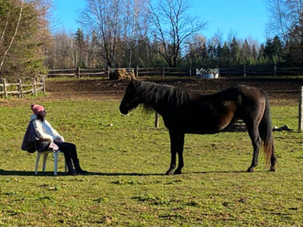 Interaction avec un cheval à institut du ressenti.