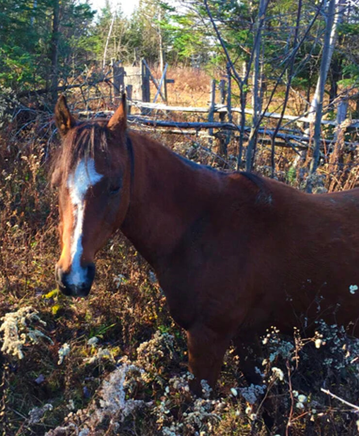 Cheval belove accompagnateur de institut du ressenti.