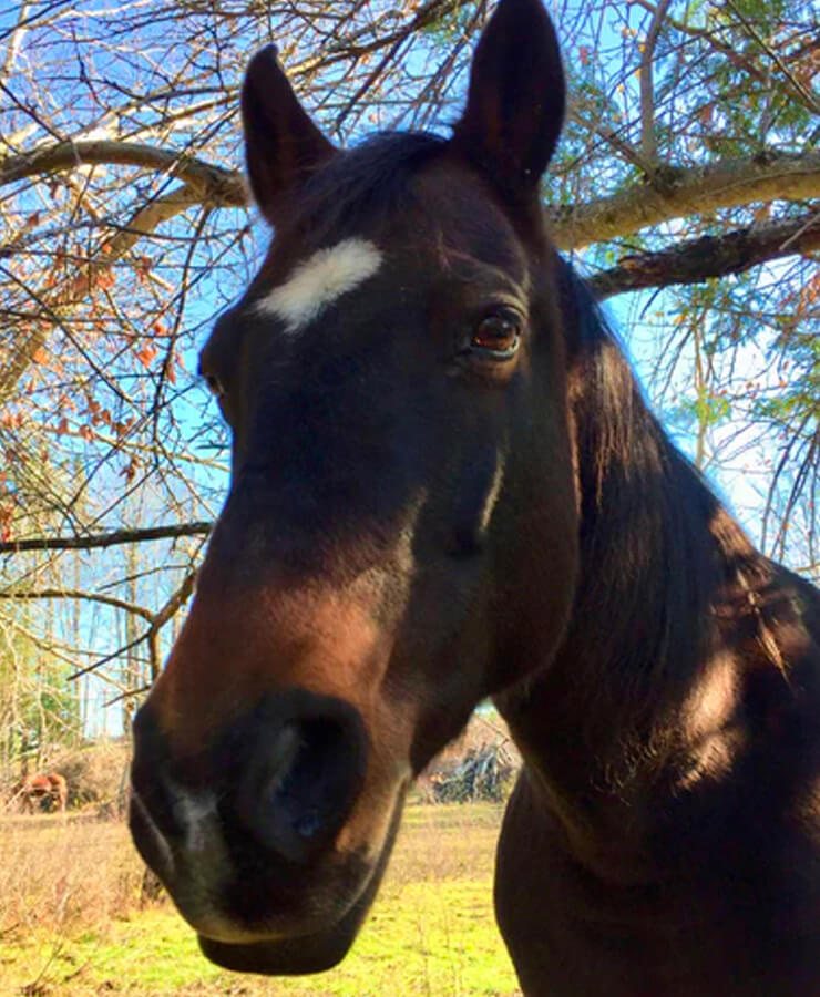 Cheval breeze accompagnateur de institut du ressenti.