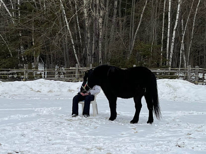 Interaction avec un cheval pour favoriser le cheminement personnel à institut du ressenti.