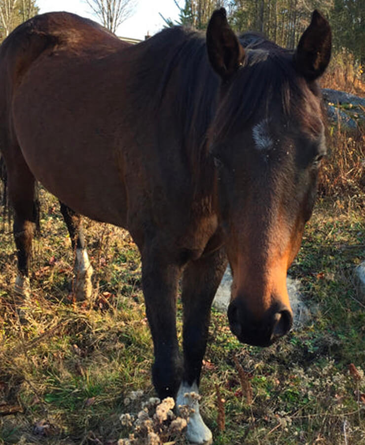 Cheval daisy accompagnateur de institut du ressenti.