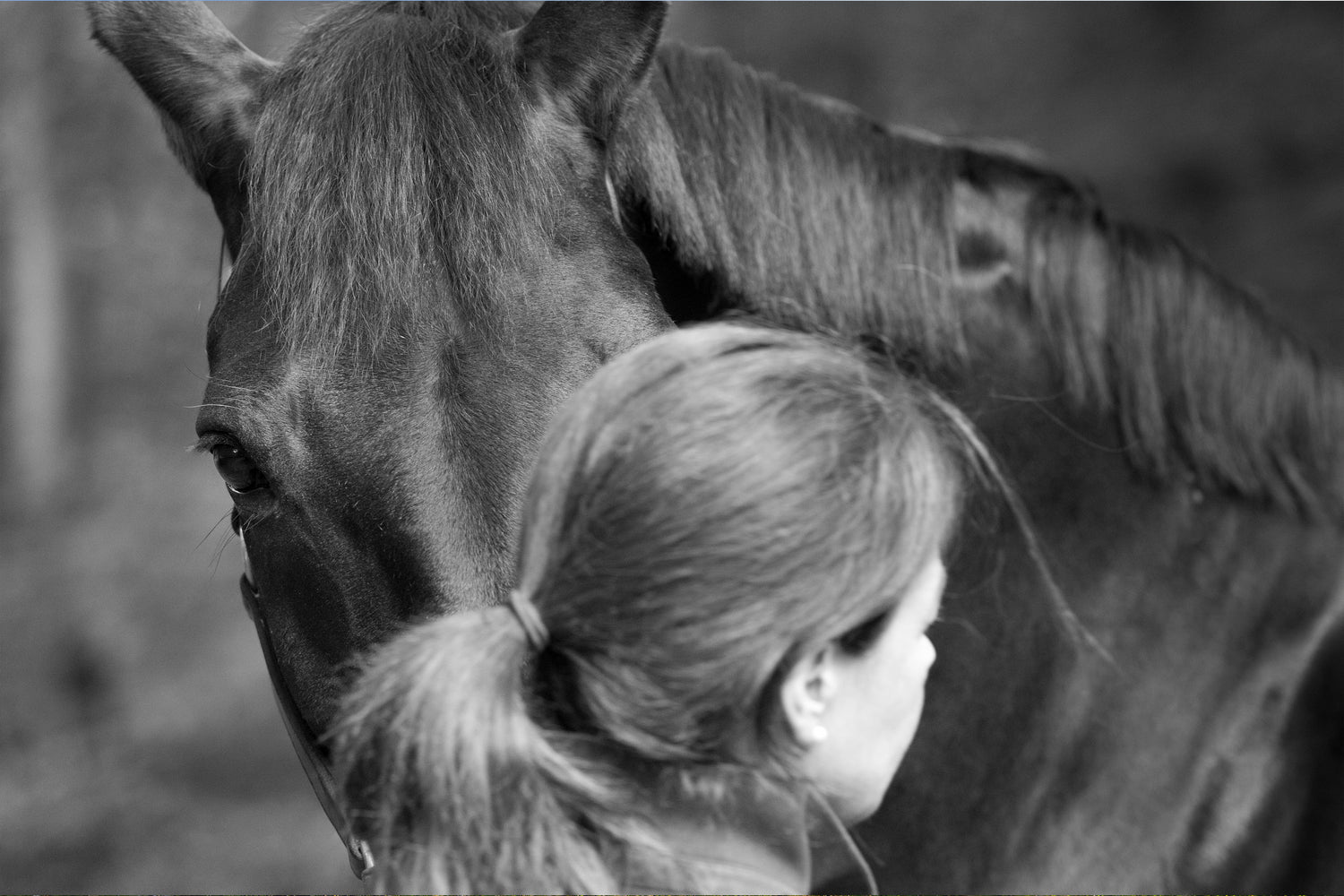 Institut du ressenti, nos ateliers thérapeutiques assistés par le cheval se déroulent à l'extérieur en pleine nature