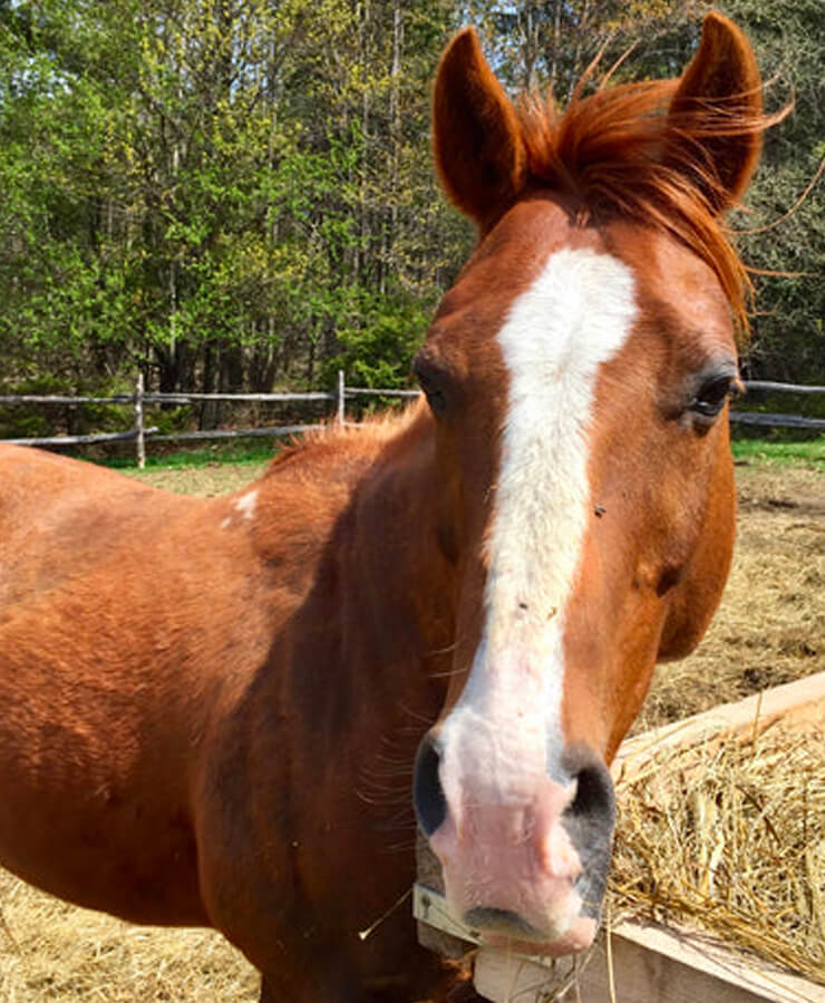 Cheval joey accompagnateur de institut du ressenti.