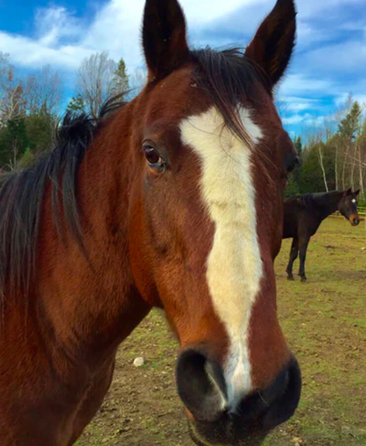 Cheval molly accompagnateur de institut du ressenti.