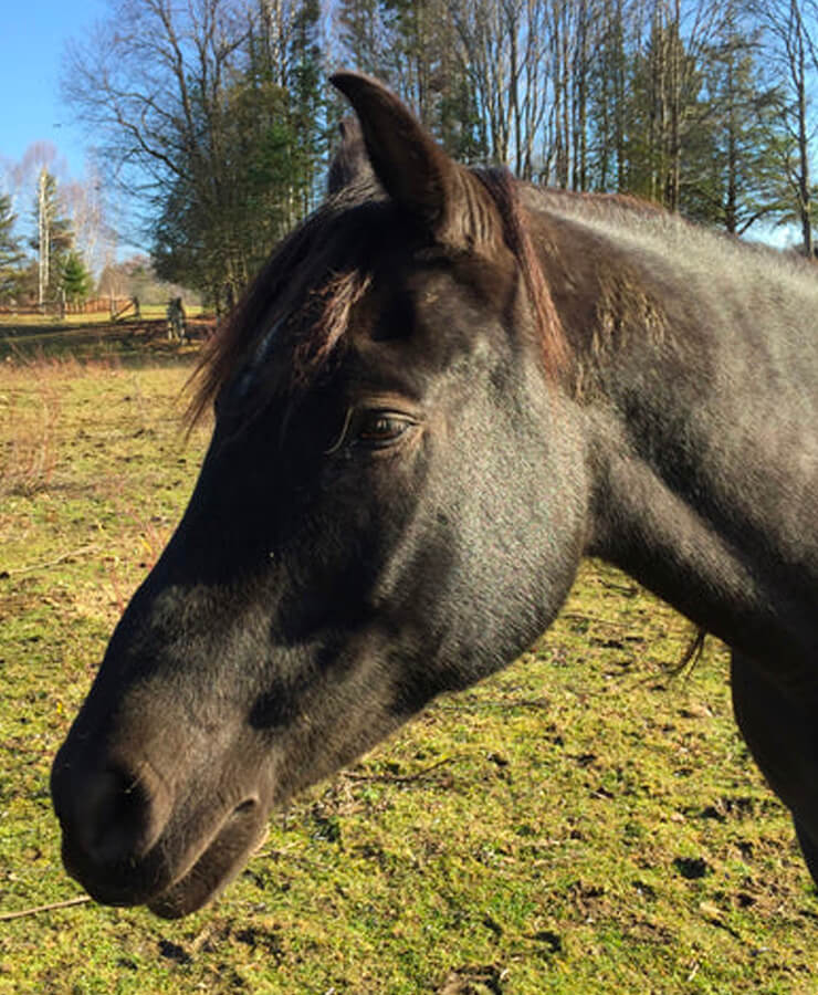 Cheval prince noir accompagnateur de institut du ressenti.