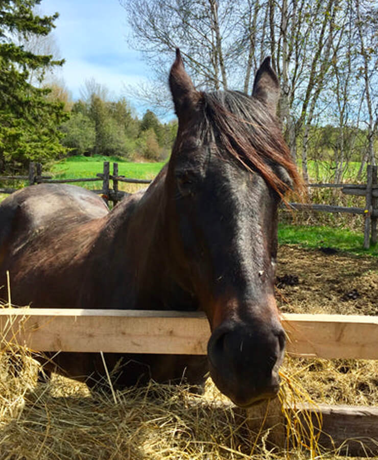 Cheval salina accompagnateur de institut du ressenti.
